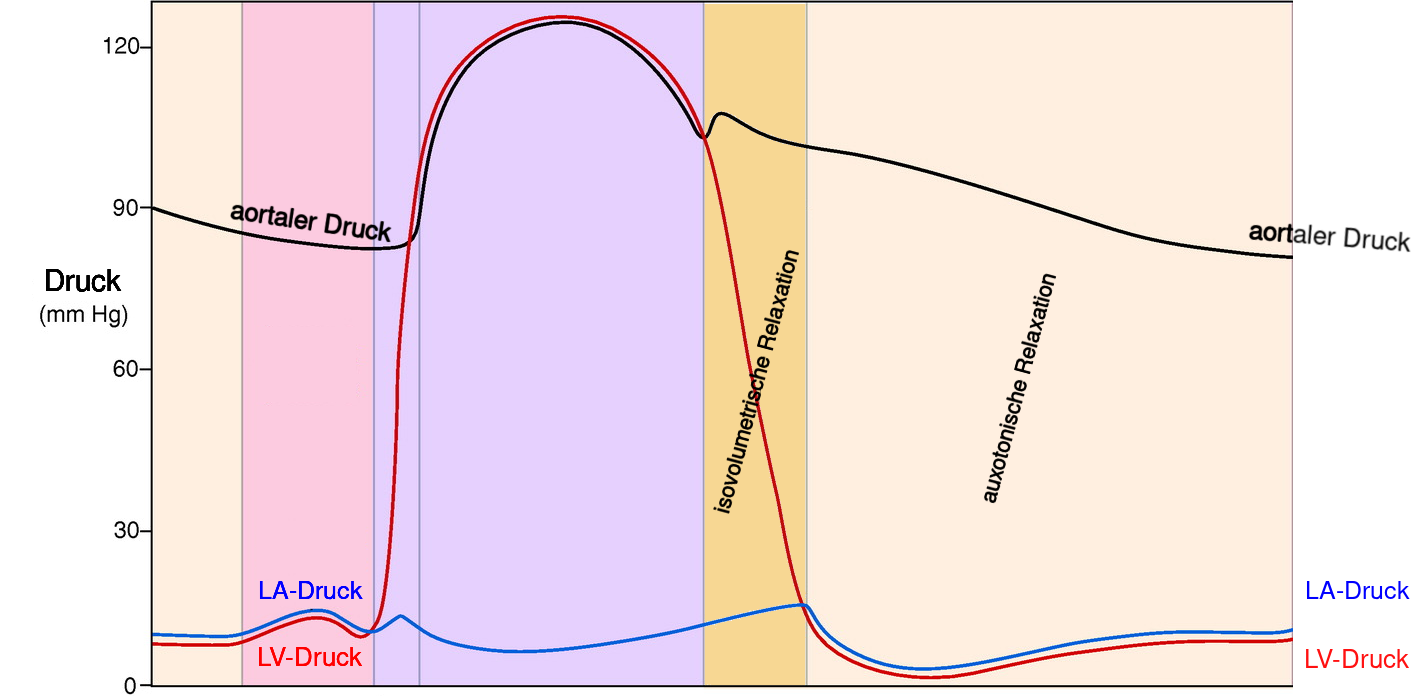 Hier fehlt WiggersDiagramm_mit den diastolischen Phasen