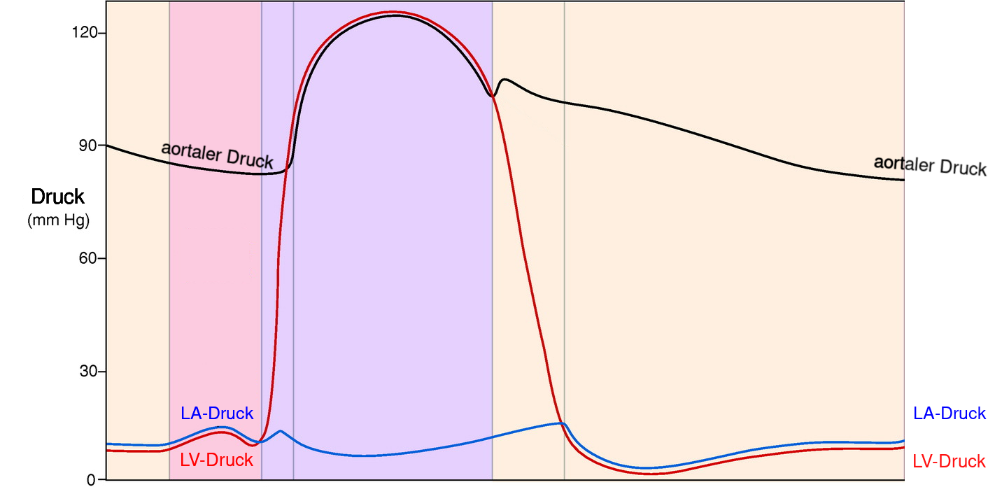 Es fehlt Bild Wiggers Diagramm Diastole